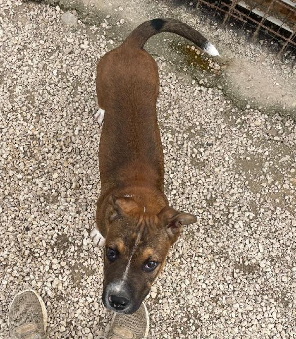 CHOCO : SIMPATICO BELLO E TENERO Foto 5